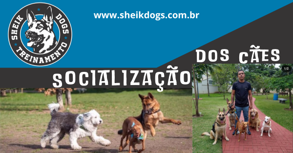 socialização dos cães - Treinamento com a sheik dogs